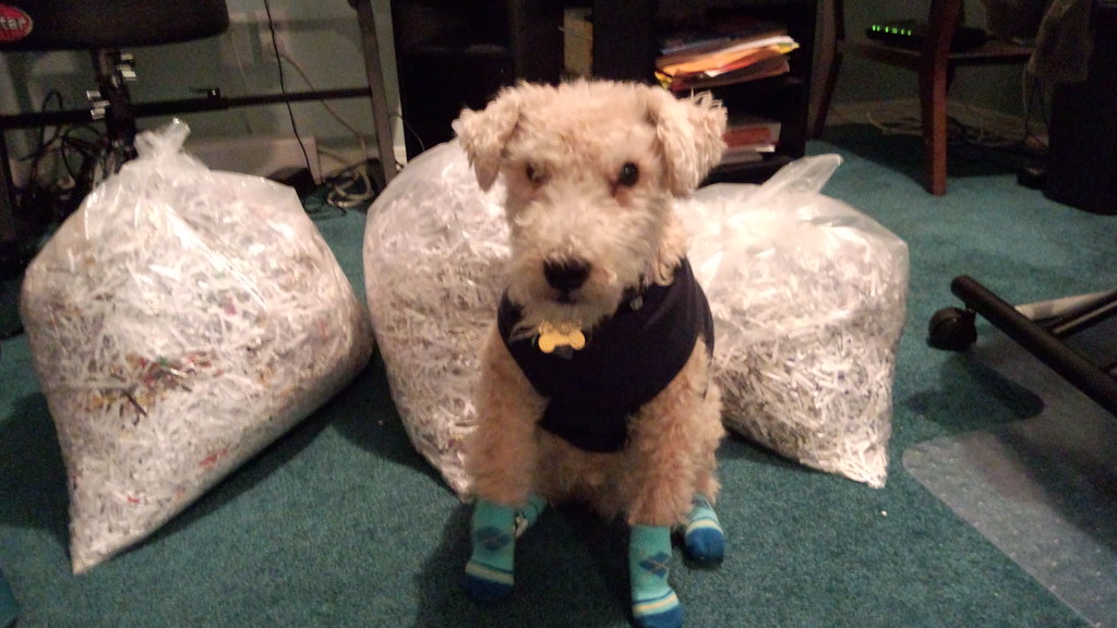 All-Terrain Dog Boots (Set of 4)