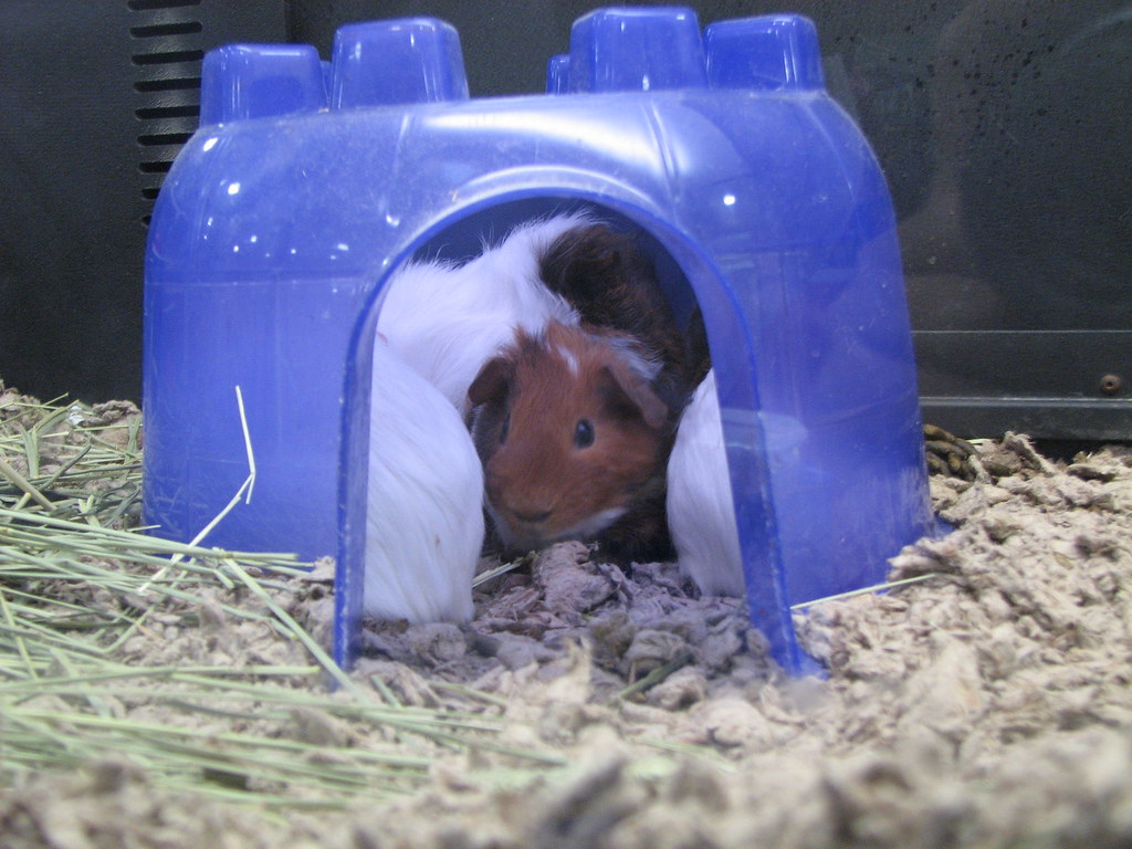 Small Animal Hideout Hut (Wood)