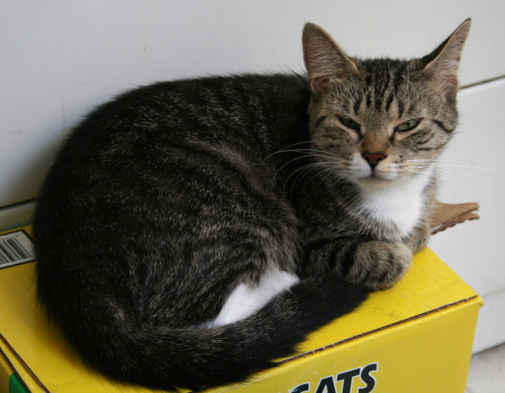 Covered Litter Box with Odor Filter