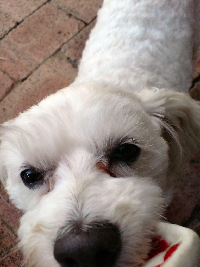 Freezable Teething Chew Bone