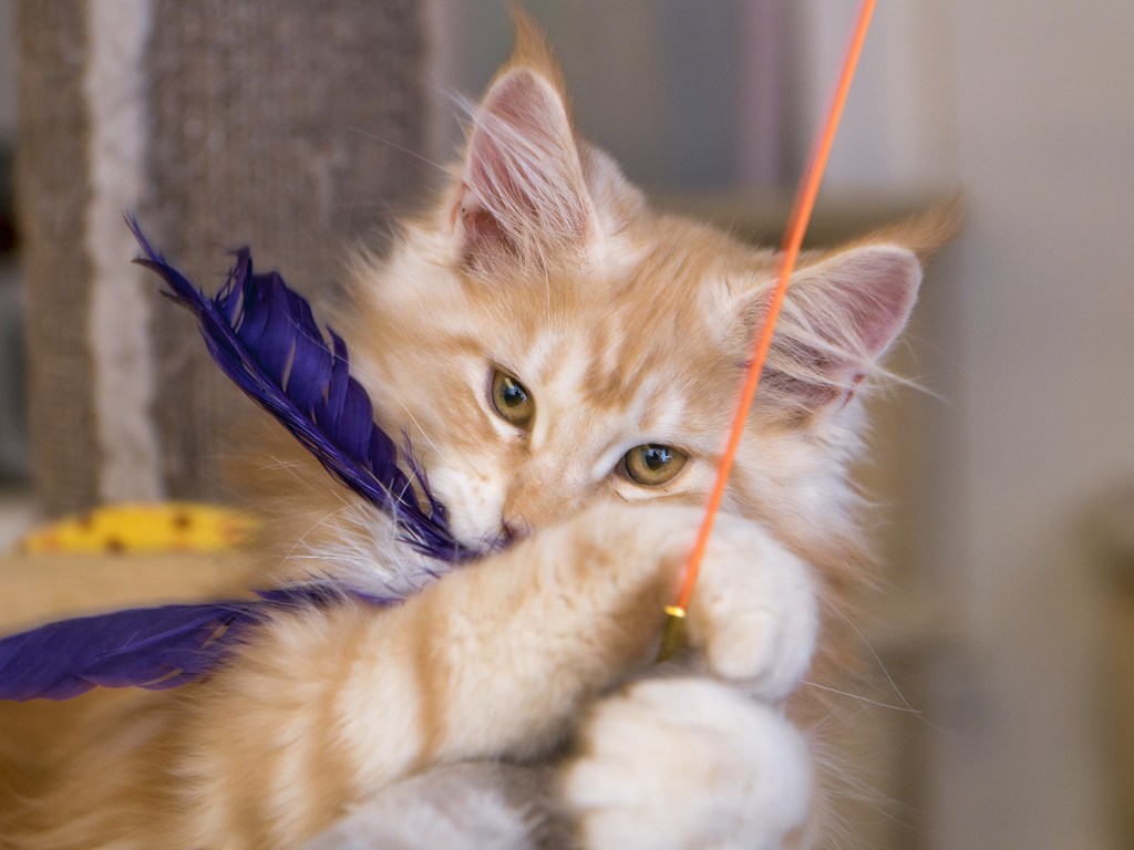 Feather Wand Interactive Cat Teaser