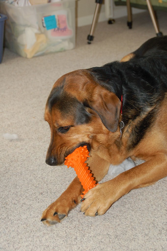 Crinkle Fabric Enrichment Toy