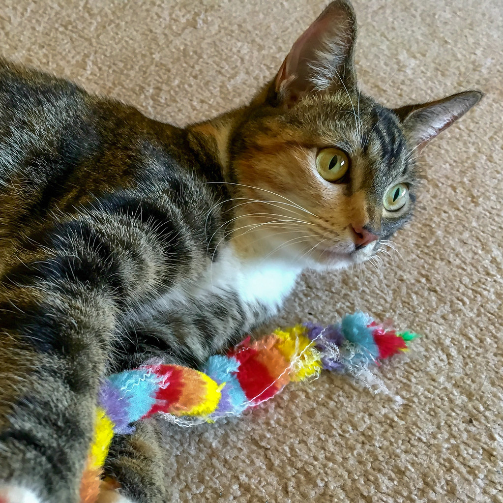 Cat Springs Coil Toy Pack (10-Count)