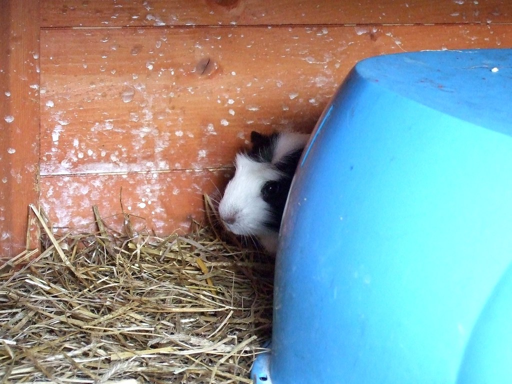 Small Pet Tunnel Tube Set