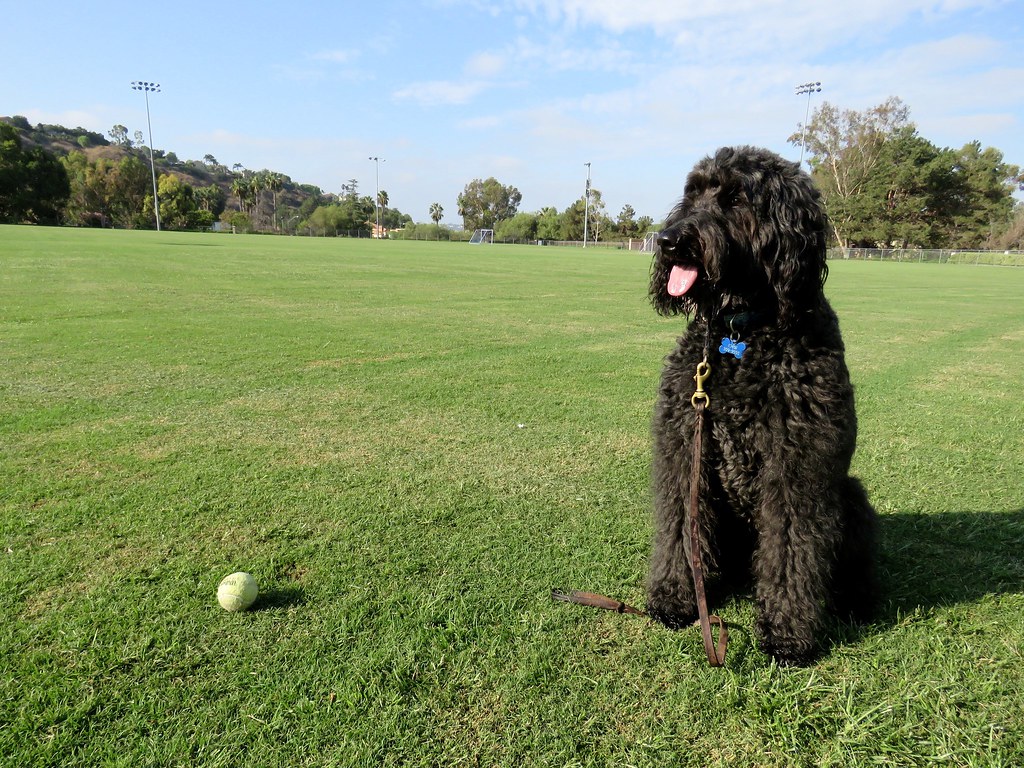 Treat-Dispensing Wobble Ball