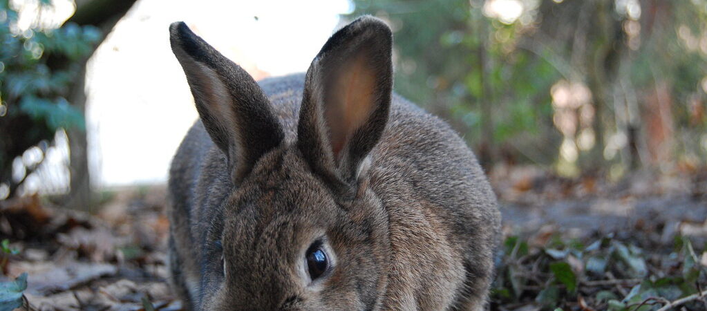 Small Pet Care 101: Rabbits, Guinea Pigs & More