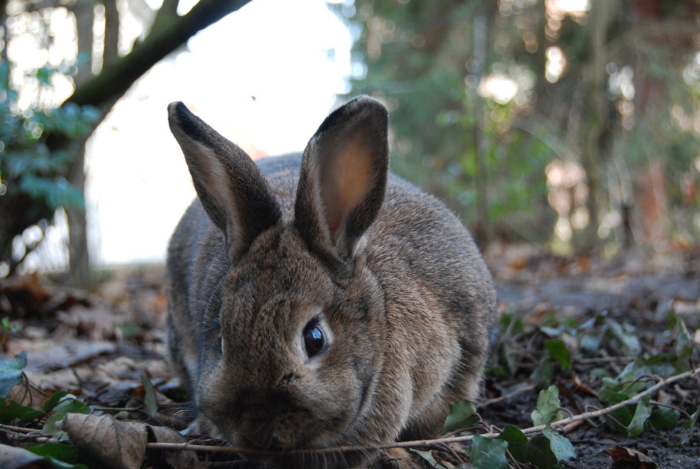 Small Pet Care 101: Rabbits, Guinea Pigs & More