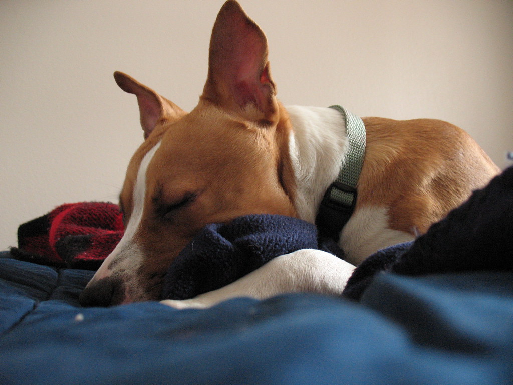 Heated Self-Warming Pet Pad