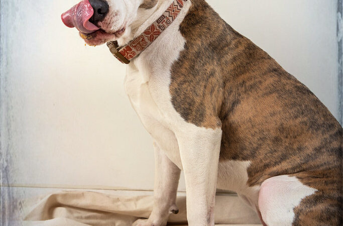 Dog Enrichment 101: Keeping Your Dog Mentally Stimulated