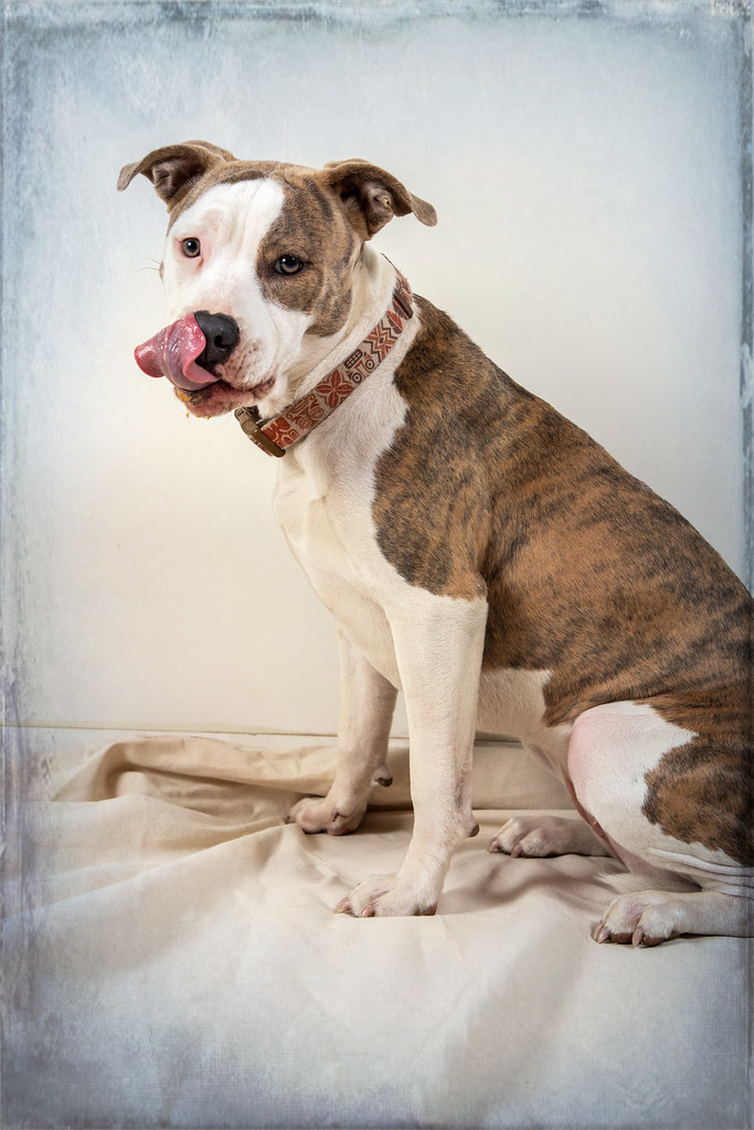 Dog Enrichment 101: Keeping Your Dog Mentally Stimulated