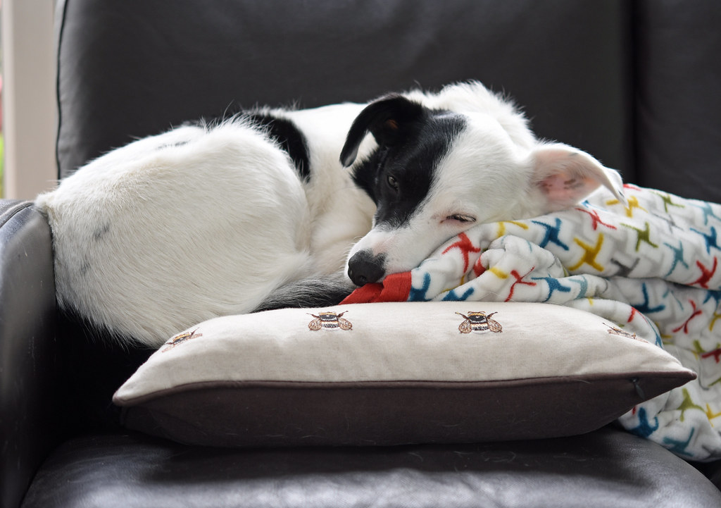 Calming Chews with Chamomile & L-Theanine