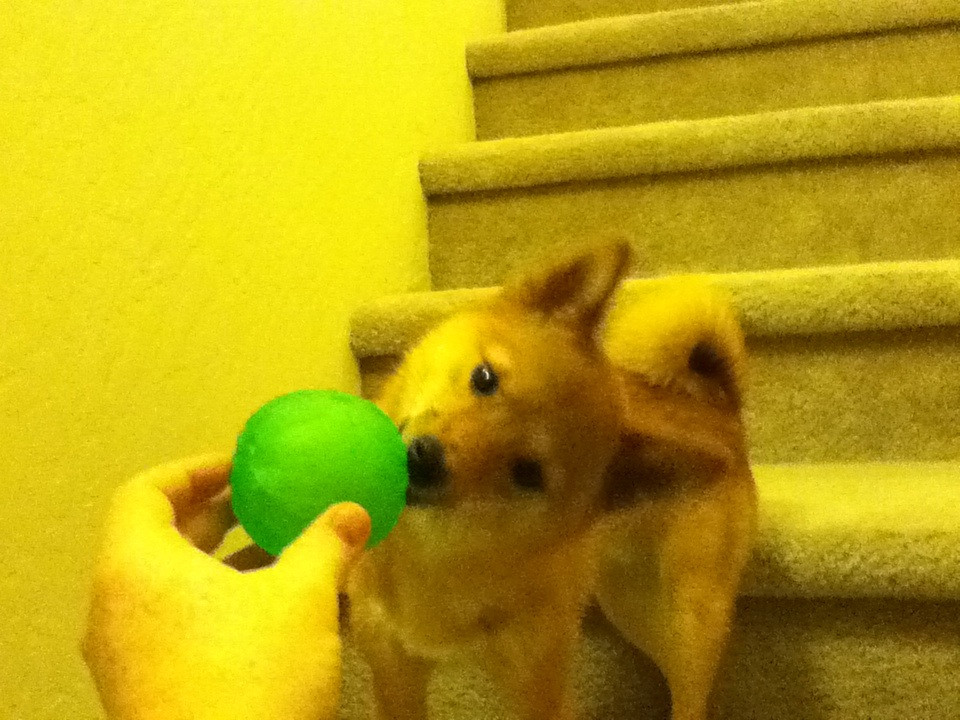 Motion-Activated Pet Treat Dispenser