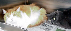Pet Grooming Vacuum Kit (5-in-1)