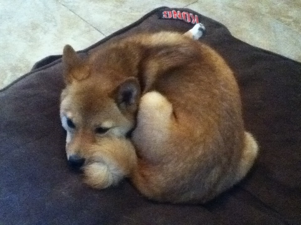 Bolster Donut Calming Bed