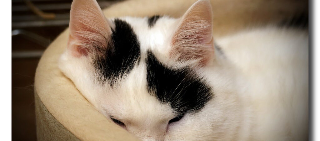 Smart Pet Tech: Is It Worth It?