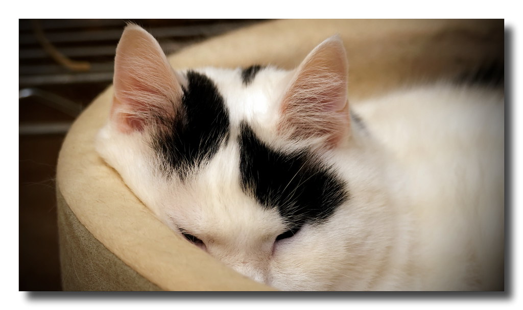 Smart Temperature-Controlled Pet Bed Mat