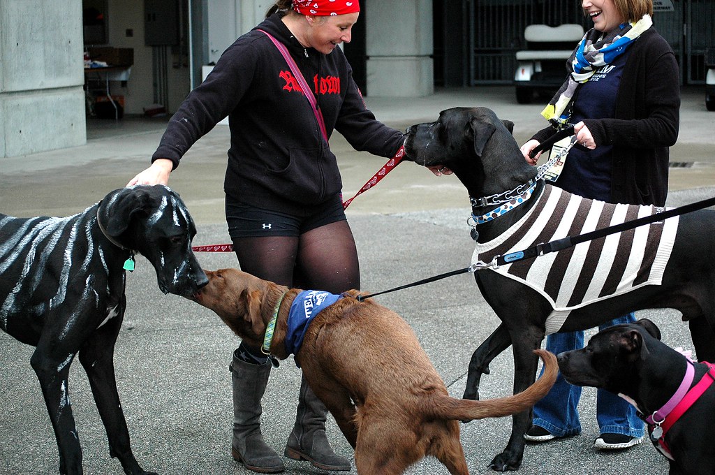 Smart Collar Bark & Activity Monitor