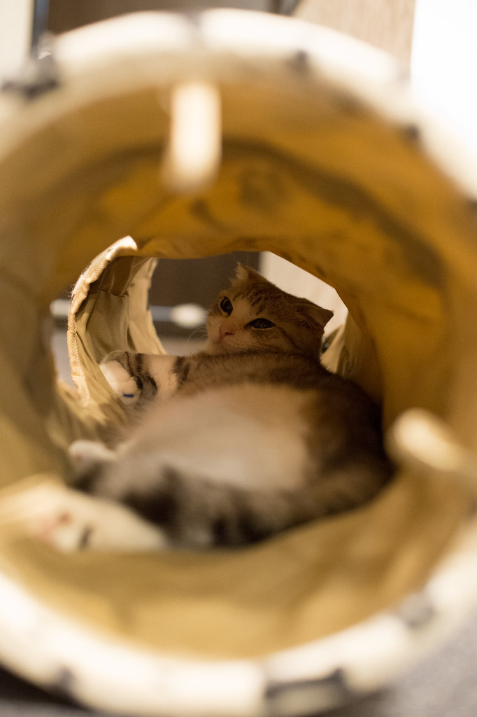 Cat Tunnel with Crinkle Sound