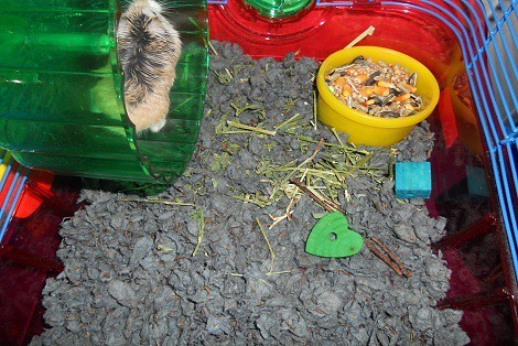 Hamster Exercise Wheel (Silent Spin)