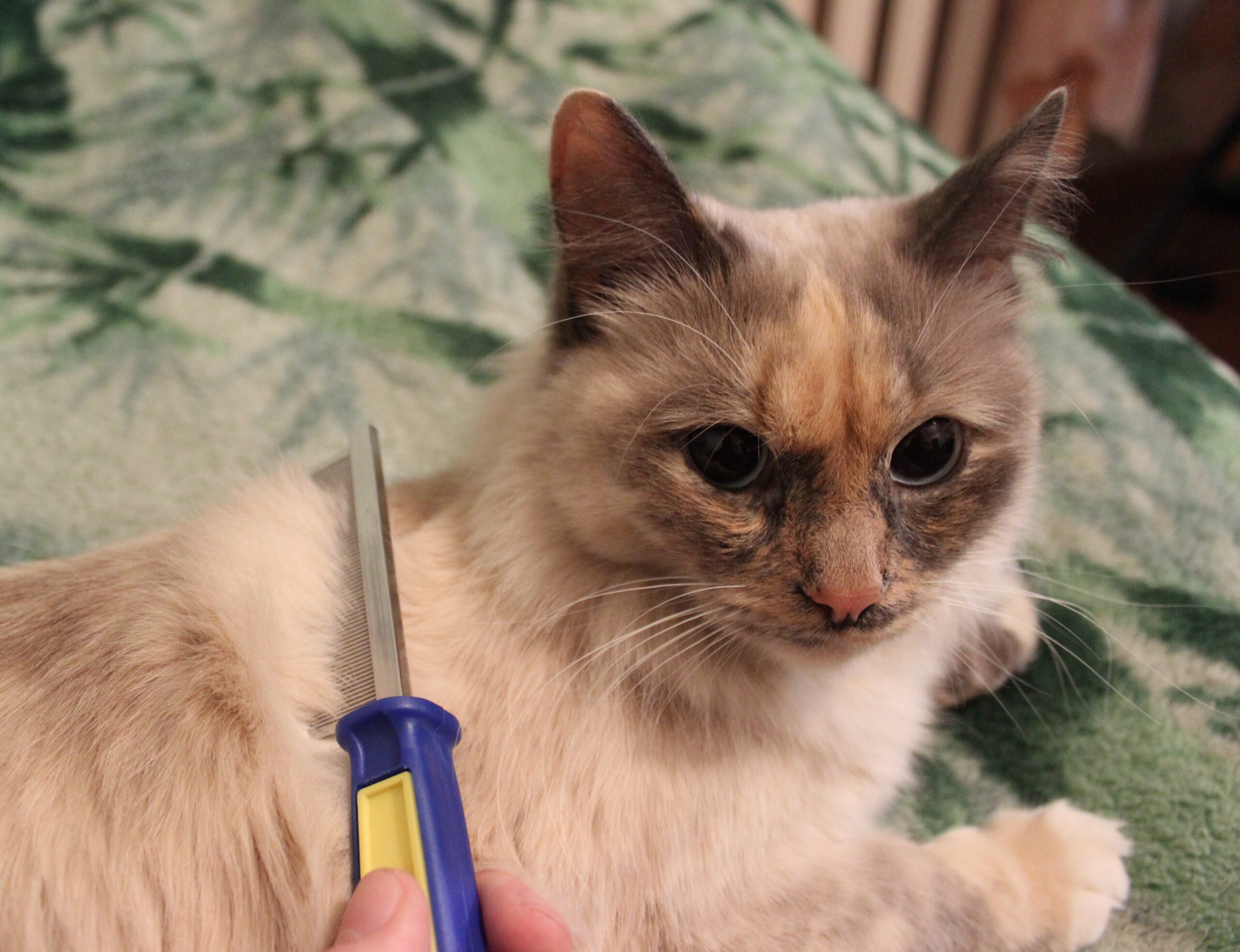 Detangling Cat Comb