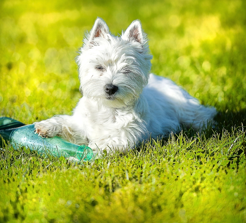 Leak-Proof Portable Dog Water Bottle & Bowl
