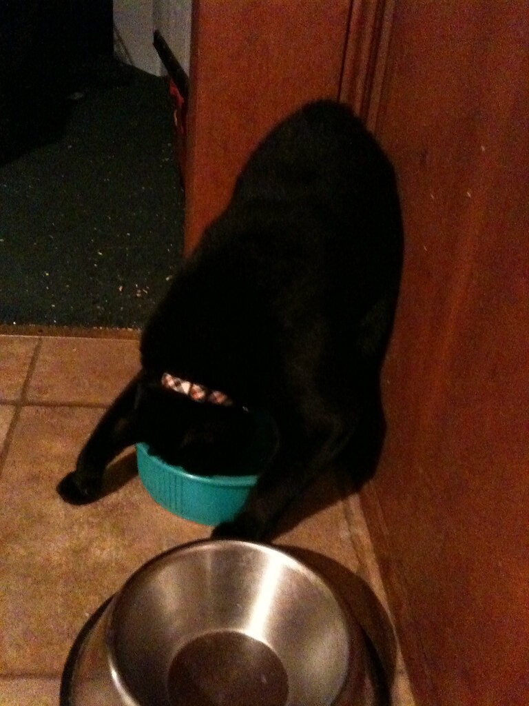 Cat Water Fountain (Filtered, 2.5L)