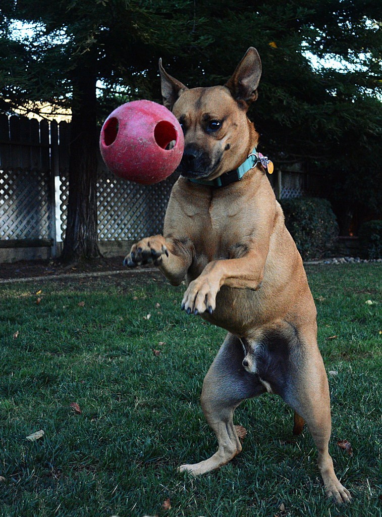 Automatic Ball Launcher with Sensor