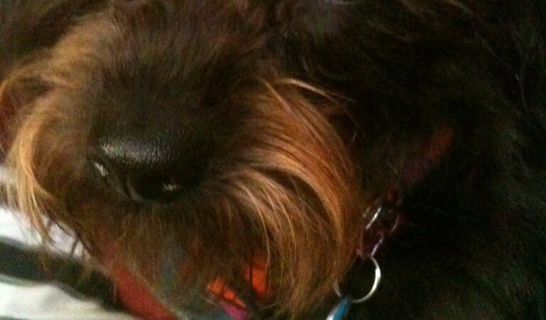 Dog Grooming at Home: A Beginner’s Guide