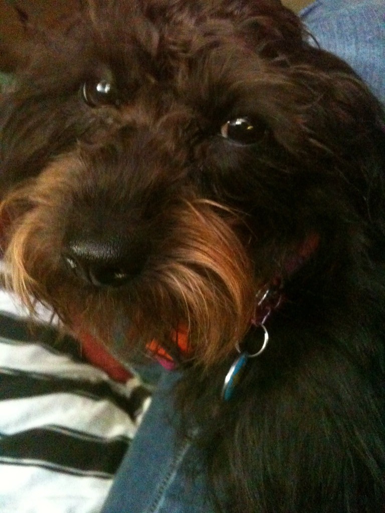 Dog Grooming at Home: A Beginner’s Guide