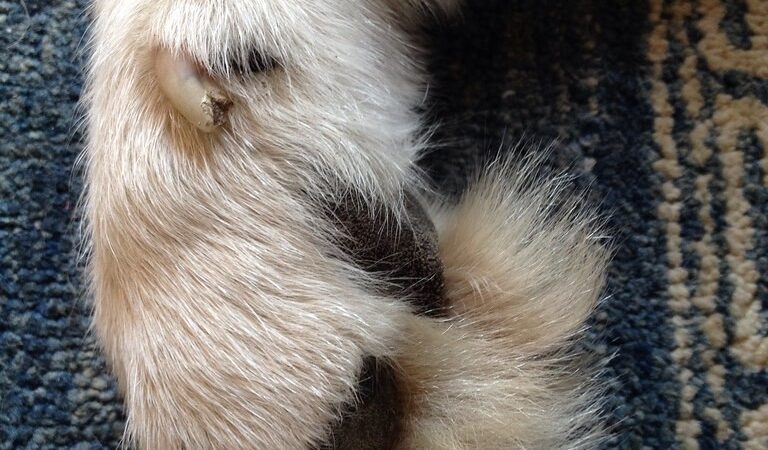 Dog Paw Care 101: How to Keep Your Dog’s Paws Healthy Year-Round