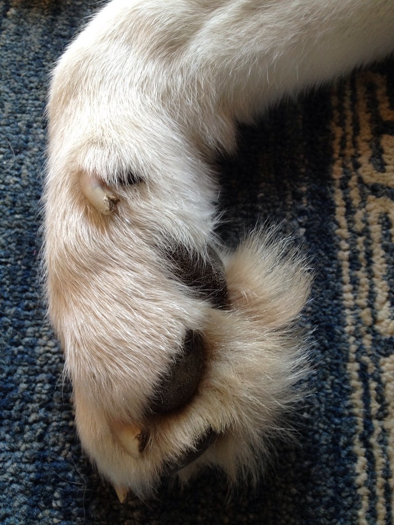 Dog Paw Care 101: How to Keep Your Dog’s Paws Healthy Year-Round
